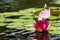 Pink Water Lilies Nymphaeaceae