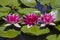 Pink Water lilies nymphea - Aquatic vegetation