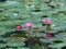 Pink water lilies in pond in Chiang Mai