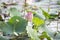 Pink water lilies, seeds and large floating