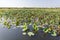 Pink Water Lillies, Yellow River, Australia