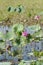 Pink Water Lillies, Yellow River, Australia