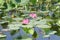 Pink Water Lillies, Yellow River, Australia