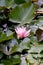 Pink Water Lilly, Dublin botanical garden, Ireland