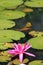 Pink water lily