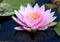 Pink water lily