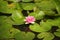 Pink Water Lily