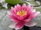 Pink water lily in bloom