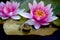 Pink water lily blooms and frog perched on his pad.