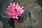 Pink water lily with brown leaves on the surface of a pond close