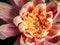 Pink water lily closeup facing right