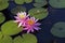 Pink water lily on dark lake