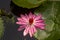 Pink water lily flower, Bunga Teratai, Nymphaea Rubra (Pubescens)