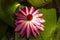 Pink water lily flower, Bunga Teratai, Nymphaea Rubra (Pubescens)