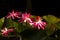 )Pink water lily flower, Bunga Teratai, Nymphaea Rubra (Pubescens)