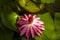 Pink water lily flower, Bunga Teratai, Nymphaea Rubra (Pubescens