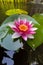 Pink Water Lily Flower Closeup