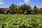 Pink water lily garden in Kampot - Cambodia