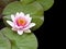 Pink water lily and lily pads on black pond