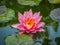 Pink water lily or lotus flower with spotty leaves against the background of greenery pond.