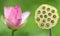 Pink Water Lily and Lotus seeds over green background