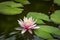 Pink water lily Marliacea Rosea or lotus flower is reflected in a pond. Background of dark leaves.