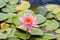 Pink water lily, Nymphaea nouchali