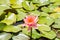 Pink water lily, Nymphaea nouchali