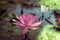 Pink water lily surrounded by leaves on surface of the pond. Close up of beautiful lotus flower. Flower background. Spa concept