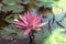 Pink water lily surrounded by leaves on surface of the pond. Close up of beautiful lotus flower. Flower background. Spa concept