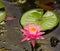 Pink Water Lily and a Turtle head