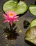Pink Water Lily and a Turtle Head