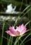 Pink water lotus