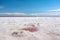 Pink water puddle on salt lake, Sivash sea spa