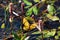 Pink water smartweed flowers Persicaria amphibia in a swamp