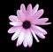 Pink watercolor daisy. Flower on the black isolated background with clipping path.  For design.  Closeup.