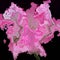 Pink watercolor paint drops, effect marble or explosion in black background for banner or card