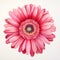 Pink watercolour gerbera daisy summer flower top view on white background