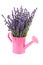 Pink watering can with plucked lavender