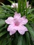 Pink waterkanon flower closeup