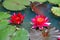 Pink waterlilies floating in Parque Terra Nostra