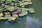 Pink waterlilies floating in Parque Terra Nostra