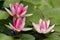 Pink Waterlilies with green lily pads