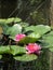 Pink Waterlilies and Green Lily Pads on Pond