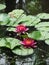 Pink Waterlilies and Green Lily Pads on Pond