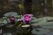 Pink Waterlilies and Green Lily Pads in Pond Water