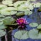 Pink Waterlilies and Green Lily Pads in Pond Water