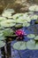 Pink Waterlilies and Green Lily Pads in Pond Water