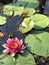 Pink Waterlilies and Green Lily Pads in Pond Water