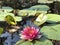 Pink Waterlilies and Green Lily Pads in Pond Water